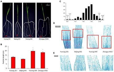 Genome-wide association, RNA-seq and iTRAQ analyses identify candidate genes controlling radicle length of wheat